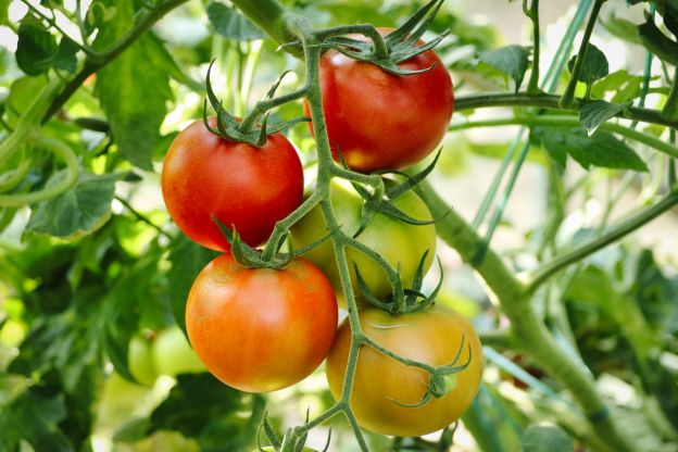 Tomaten wachsen überall