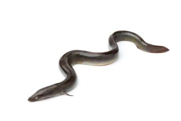 Aal