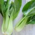 Pak Choi