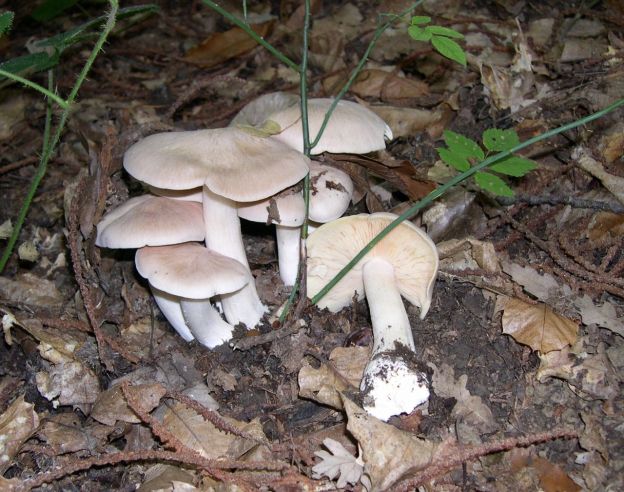 Riesenrötling (Entoloma sinuatum)