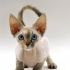 Devon Rex