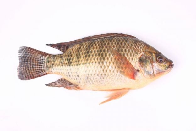 Tilapia (Buntbarsch)
