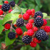 34.- Brombeeren