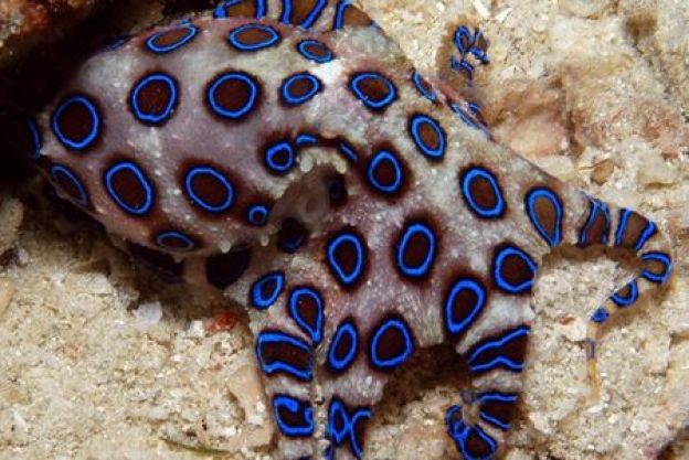 Ebenso wie dieser verrückt aussehende Oktopus