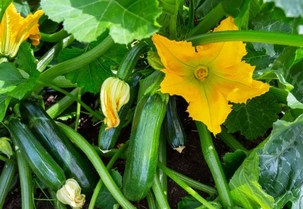 Zucchini