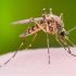 Insektenstiche
