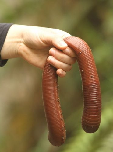 Die Würmer können gigantisch werden