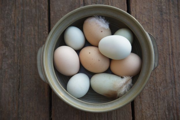 Eier