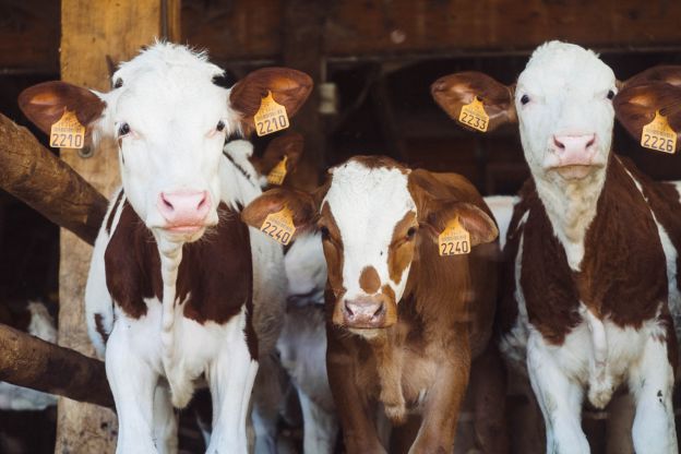 Wie ernährt man sich klimafreundlich?