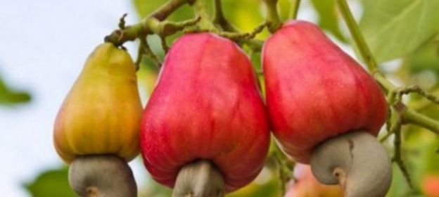 Cashewkerne