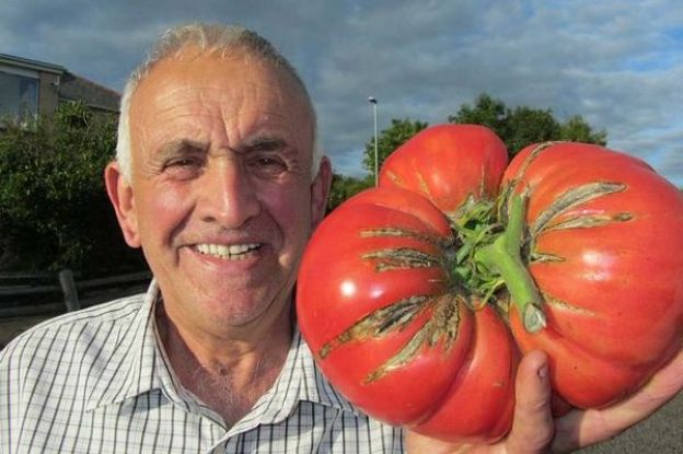 Die größte Tomate der Welt