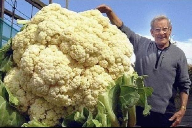 Der größte Blumenkohl der Welt