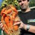 Die größte Karotte der Welt