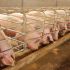 Aber welches Schwein ist das Beste?