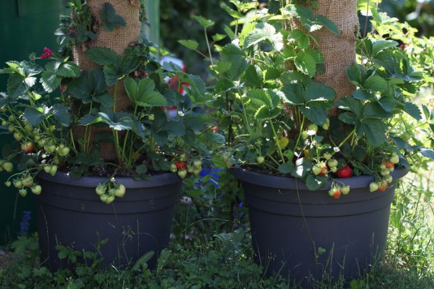 Schritt 1: Findet den richtigen Standort für eure Erdbeeren