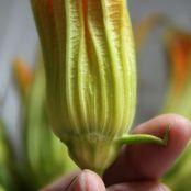 Fiori di Zucca ripieni - Schritt 1