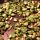 Linguine mit Okra , Speck und Pilzen