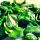 veganes Pesto aus Basilikum (Art genovese)