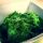 veganes Pesto aus Basilikum (Art genovese)