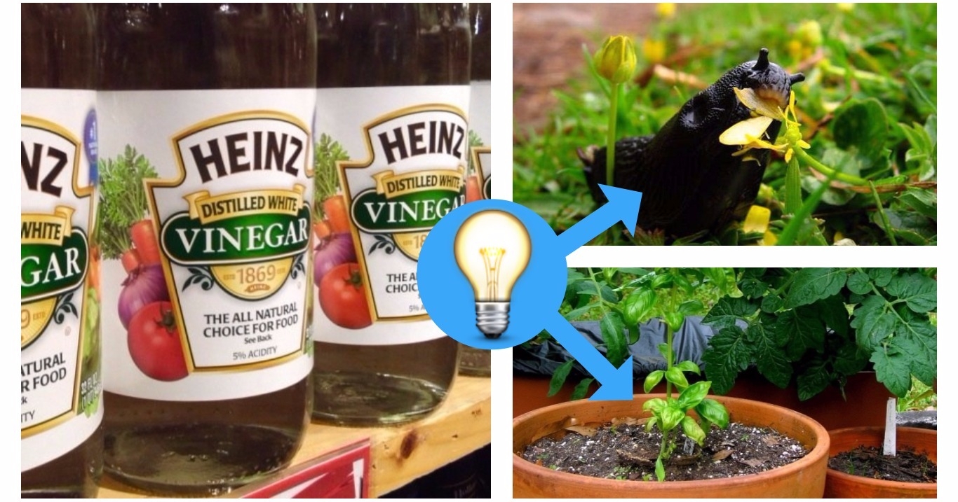 5 erstaunliche Dinge, für die ihr ESSIG im GARTEN verwenden könnt